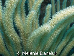 I think the different corals are so amazing!!
Class Anth... by Melanie Daneluk 